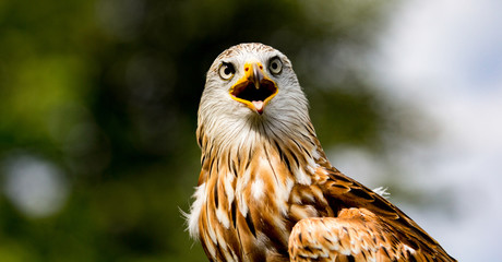 Eagle