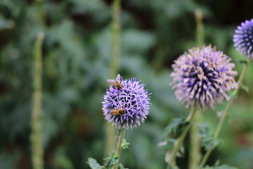 2 abeilles sur fleur mauve