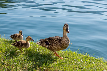 Duck family on the lake, Mom and two kids