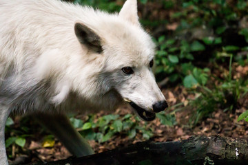 Obraz premium White wolf