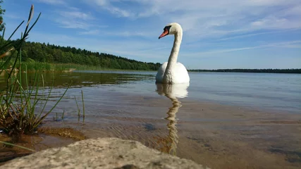 No drill roller blinds Swan Landscape with proudly swan