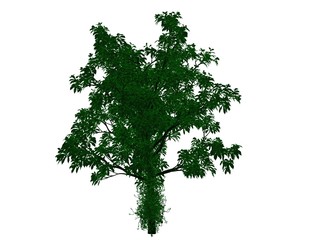 3d rendering of an outlined black tree with green edges isolated on white background
