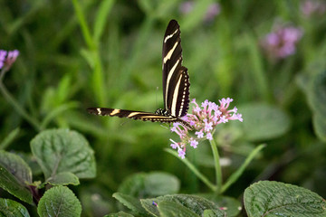 butterfly close up