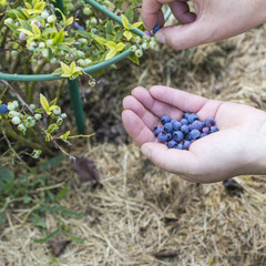 Naklejka na ściany i meble blueberries harvest in the garden