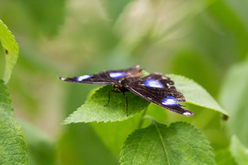 butterfly close up
