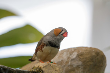 exotic bird close up