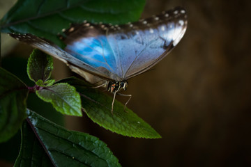 Fototapeta na wymiar butterfly close up