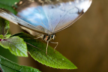 butterfly close up