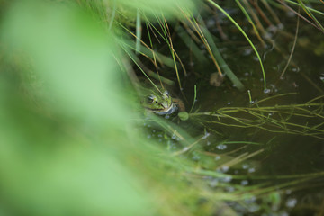 green frog hiding in a water pond