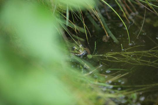 green frog hiding in a water pond