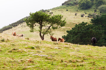 Coast view in the Basque country