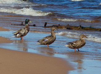 Three ducks male and female on the sandy shores of the lake are looking to forward