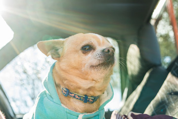 adorable chihuahua dog