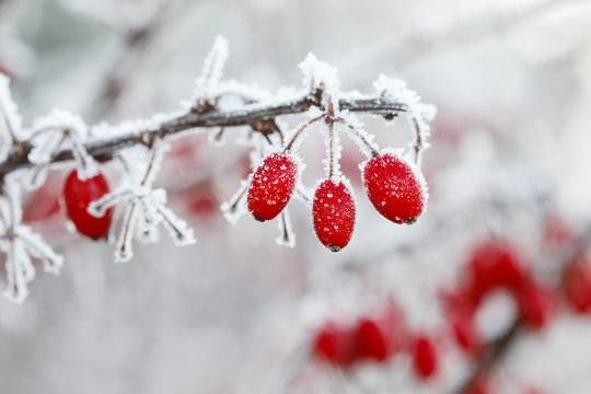 Berberis branch under heavy snow and ice