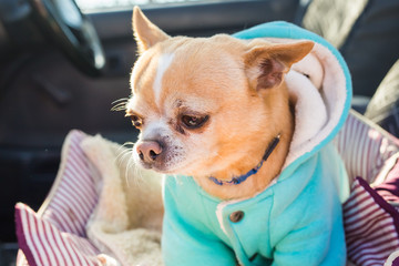 adorable chihuahua dog