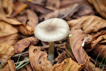 Pilz zwischen Kastanienblätter