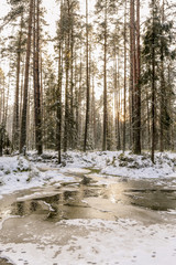 Landscape of winter forest