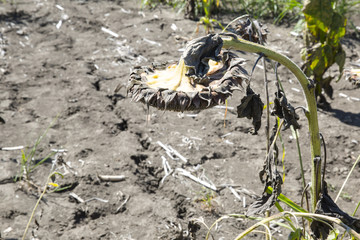 Dried sunflowers. One sunflower. dry soil of a barren land