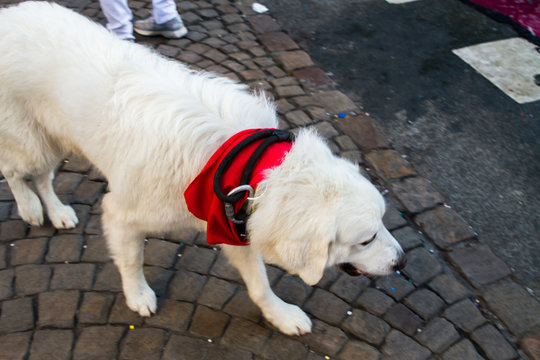 Cute dog with red scarf at the "Fetes de Bayonne" festival in the Northern Basque Country, Bayonne, France on July 31st, 2017
