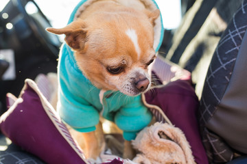 Portrait of cute chihuahua dog in outdoors