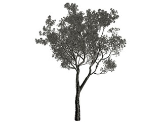 Fototapeta premium 3d rendering of a silver tree isolated on a white background