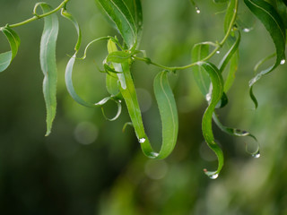 Bl&auml;tter nach dem Regen