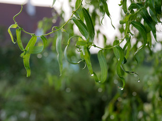 Bl&auml;tter nach dem Regen