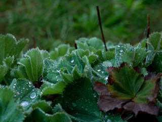 Bl&auml;tter nach dem Regen