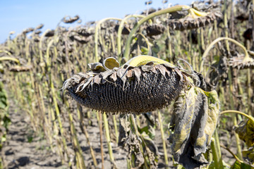 sunflowers in the autumn field