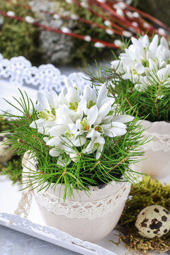 White snowdrop anemone (Anemone sylvestris) flowers