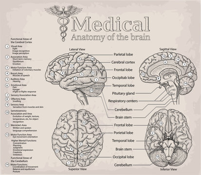 Medical anatomy of human Brain. Medicine, Vector illustration poster. Anatomical Medical study info graphics banner for education. Functional areas of cerebral cortex, named lobe parts