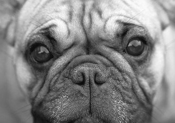 Portrait view close-up French bulldog BW Eyes