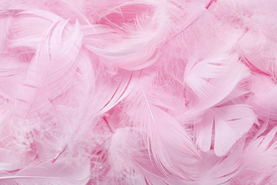Pink feathers background