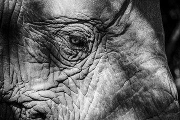 Fototapeta premium Elefante