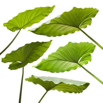Fototapeta Tropical leaves on white background