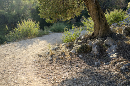 olive tree