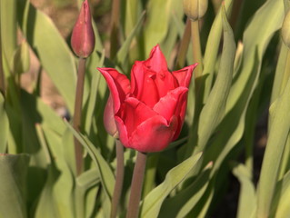 Rote Tulpen im Garten