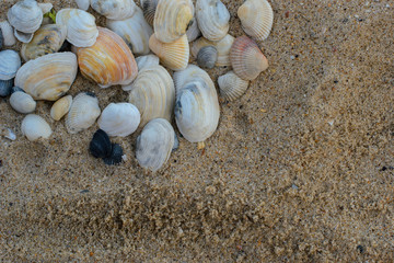 sandy beach. Background With shells