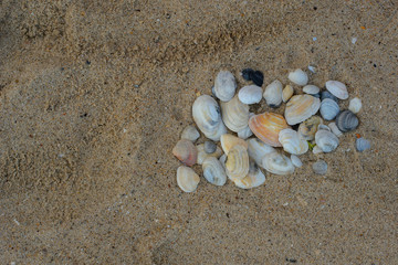 sandy beach. Background With shells