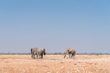 Fototapeta na wymiar Three african elephants at the Rateldraf waterhole