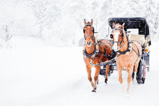 Kutschfahrt durch die Schneelandschaft
