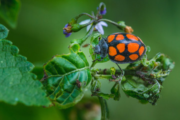 Ladybug 1