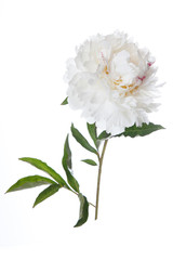 Peony white with pink spots isolated.