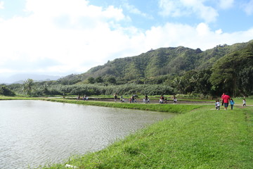Hawaiian Taro Patch