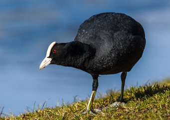 Eurasian Coot (Fulica atra)