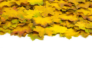 autumn leaves