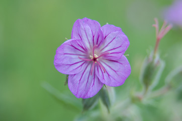Yellowstone Wildflowers