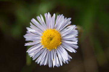 Fototapeta premium Yellowstone Wildflowers