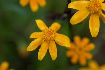 Yellowstone Wildflowers
