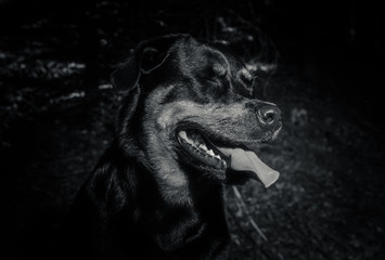 rottweiler - funny - black&white
